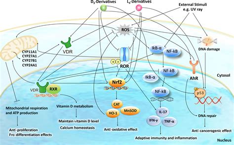 Frontiers | The Role of the Vitamin D Receptor in the Pathogenesis, Prognosis, and Treatment of ...