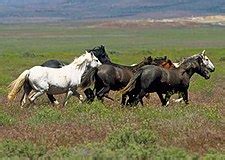 Sabino horse - Wikipedia