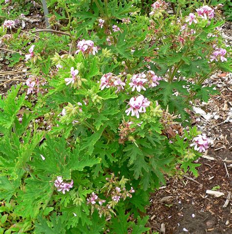 Photo #19523 | Pelargonium graveolens | plant lust