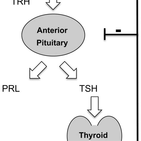 Thyrotropin-releasing hormone receptor phosphorylation sites. The... | Download Scientific Diagram