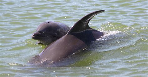 12 Different Dolphin Dorsal Fins - Clearwater Marine Aquarium