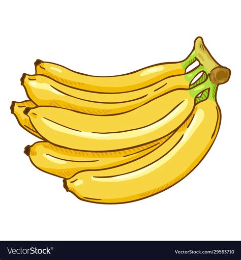 Banana Bunch Vector