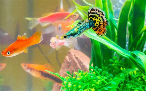 Guppy Fish: Full Care Guide (with Types, Tank Setup Diet), 48% OFF