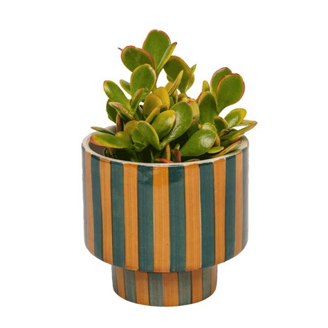 Meet our newest planter homie, the Kaya Shorty--the shortest planter in our Kaya collection. The ...