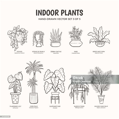 Indoor Plants Lineart Set 3 Of 5 Stock Illustration - Download Image ...