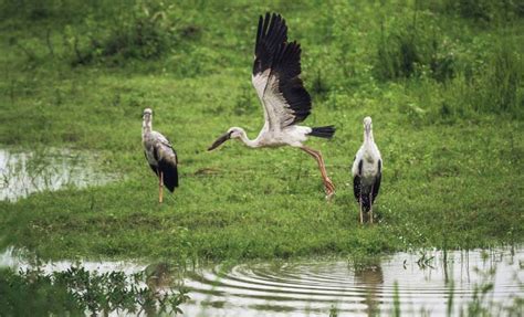 Migratory Bird Numbers Increase at Kaziranga National Park