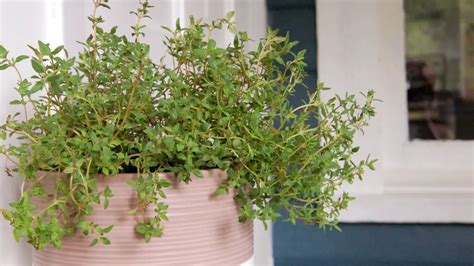 How to Grow Thyme From Seed - Plant Instructions