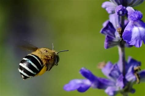 11 Interesting Facts About Blue Banded Bees | Busy Beekeeping