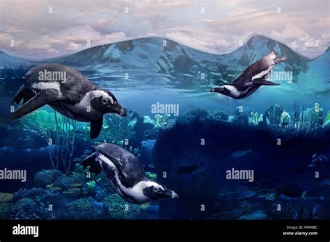 Penguins swimming underwater Stock Photo - Alamy