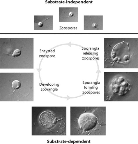 Traveling Small with a Nucleus: Chytridiomycosis in Amphibians