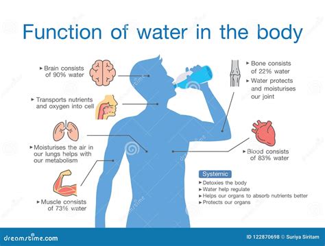 Function of Water in the Human Body. Stock Vector - Illustration of ...