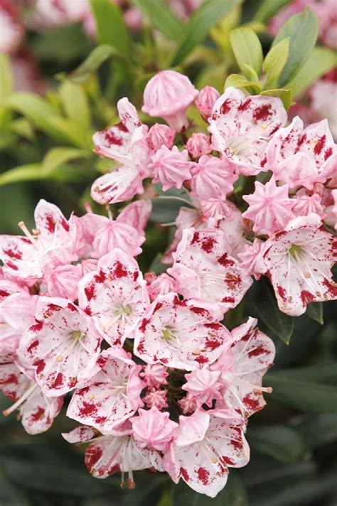 Minuet Mountain Laurel, Kalmia latifolia 'Minuet', Monrovia Plant