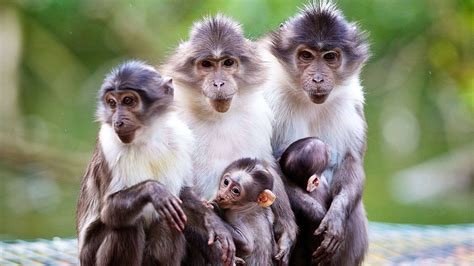 Download Wallpaper 1920x1080 Animals family, monkey, mother, baby Full HD Background