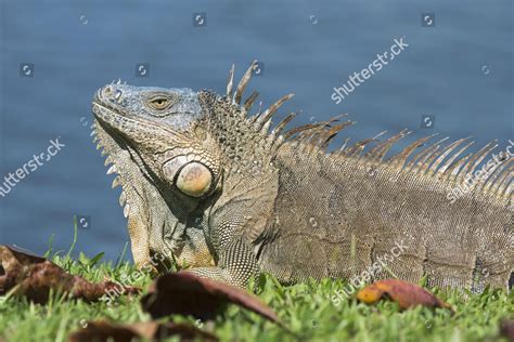 Green Iguana Iguana Iguana By Water Editorial Stock Photo - Stock Image | Shutterstock