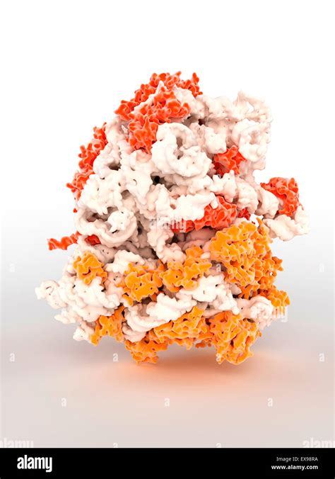 3D computer graphic model of a ribosome Stock Photo - Alamy