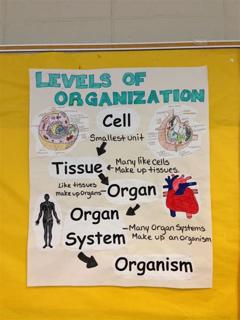 Levels of Organization Anchor Chart | Science anchor charts, Life ...