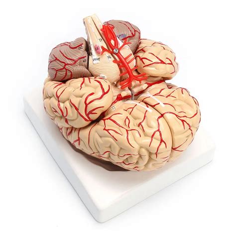 1: 1 Life Size Human Anatomical Brain Pro Dissection Medical Teaching Model-in AC/DC Adapters ...