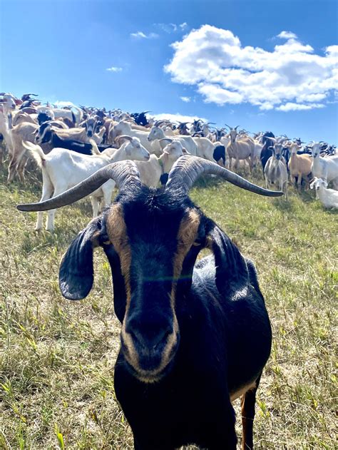 Minnesota goat confirmed to have highly pathogenic avian influenza ...