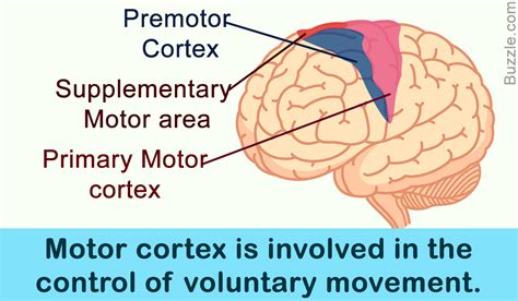 Location, Structure, And Function of the Motor Cortex - Bodytomy