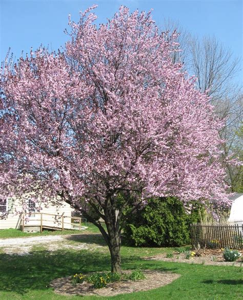 Prunus cerasifera – Purple Leaf Flowering Plum Zone 5; 15-25 high and wide | Street trees, Patio ...