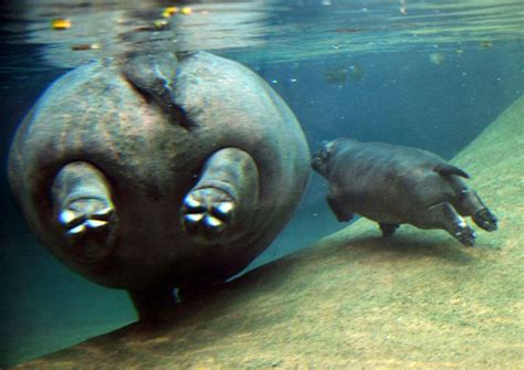 Berlin Zoo's baby hippopotamus | Environment | The Guardian