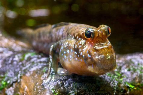 Amphibians archivos - L'Aquàrium