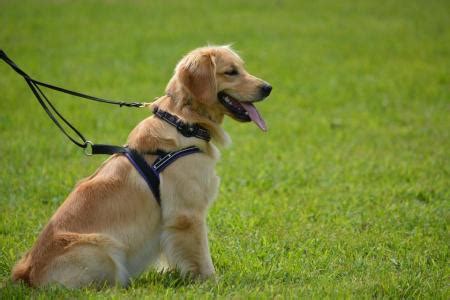 Golden Retrievers as Service Dogs | Official Golden Retriever