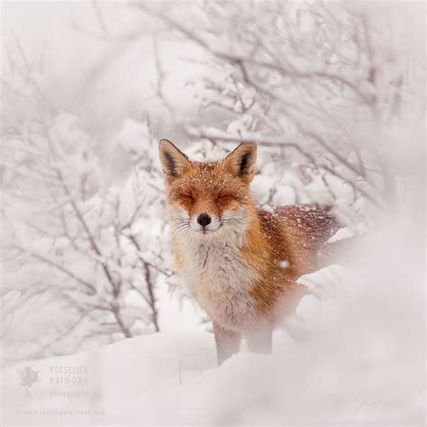 Photographer Documents Stunning Wild Foxes Enjoying The Snow (New Pics) | Bored Panda