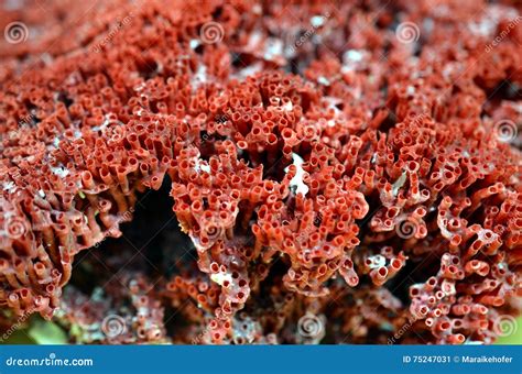 Close Up of Red Coral Fossil Texture Background Stock Image - Image of ...