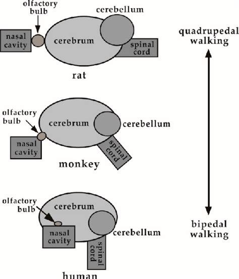 Figure 8 from Brain and Nasal Cavity Anatomy of the Cynomolgus Monkey ...