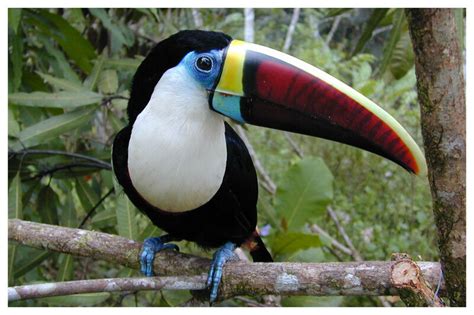 White-throated Toucan