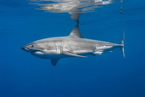 Great white shark reflection — by George T. Probst