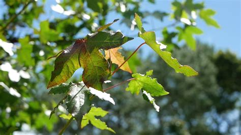 Swaying Trees Stock Video Footage for Free Download