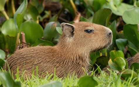 capybara venezuela-Nature wild animals Featured Wallpaper Wallpapers View - 10wallpaper.com