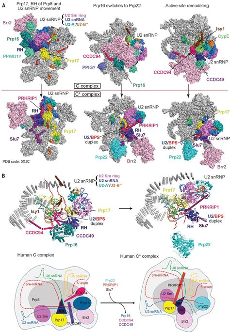 Structure of a human catalytic step I spliceosome | Science