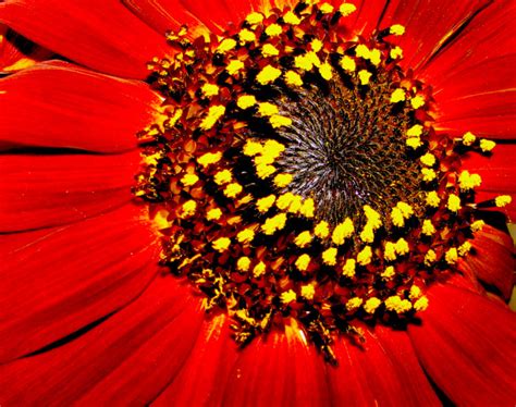 red, Sunflower, Garden, Flower, Sunflower, Outdoors, Closeup, Nature, Vivid Wallpapers HD ...