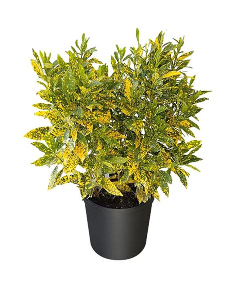 Codiaeum variegatum ‘Gold Dust’, Croton | PlantVine