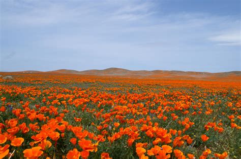 California Poppy Field by M0nteNegr0 on DeviantArt