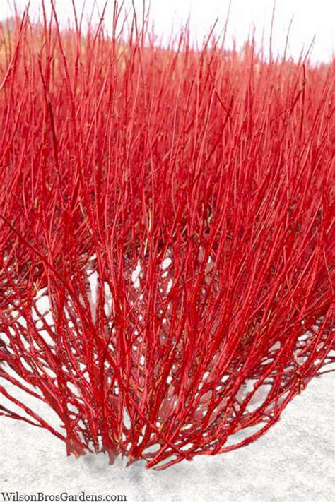 Buy Red Gnome Red Twig Dogwood Shrub | FREE SHIPPING | Wilson Bros Gardens | 3 Gallon Pot for ...