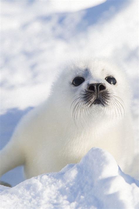 Fur Seal Wallpapers - Top Free Fur Seal Backgrounds - WallpaperAccess