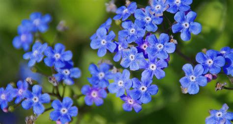 41 Types of Blue Flowers - ProFlowers Blog