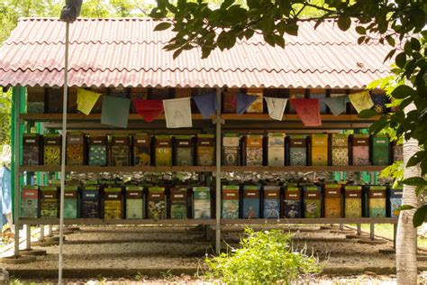 Melipona Beecheii: Caring for the sacred Mayan bee - Yucatán Magazine