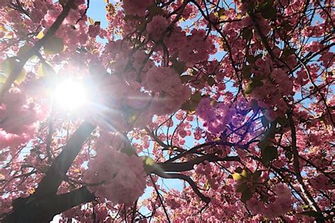 Brooklyn Botanic Garden Cherry Blossom Season 2017 - The Chic Life