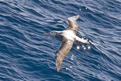 Antarctica & South America: Wandering Albatross