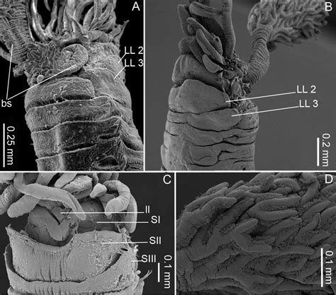 A new species of Pista Malmgren, 1866 (Polychaeta, Terebellidae) from the north-western ...