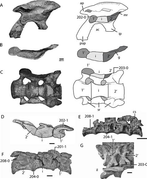 The Early Evolution of Archosaurs: Relationships and the Origin of ...