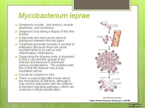 Mycobacterium leprae Causative agent of leprosy aka Hansens