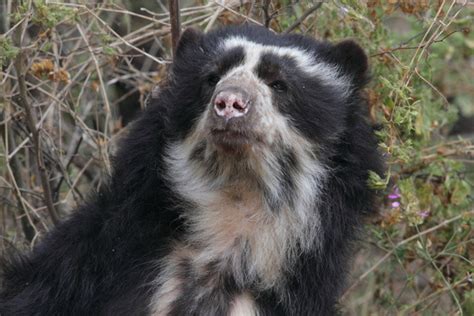 Spectacled Bear seen on Ecuador tour | Apex Expeditions