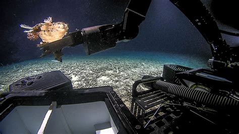 Dive 01: Southern Blake Plateau: November 1: 2019 Southeastern U.S ...