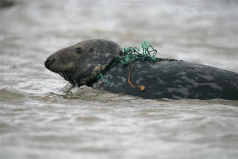 More seals are becoming entangled in fishing nets: research